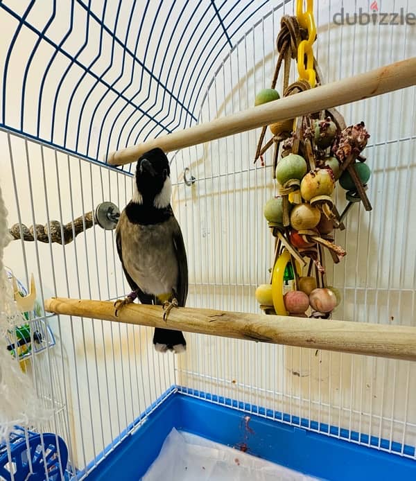 Bahraini Bulbul for sale 1