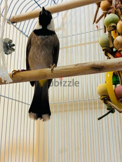 Bahraini Bulbul for sale