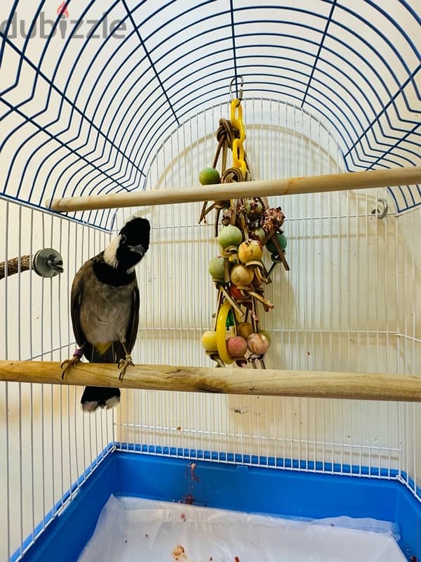 Bahraini Bulbul for sale 3