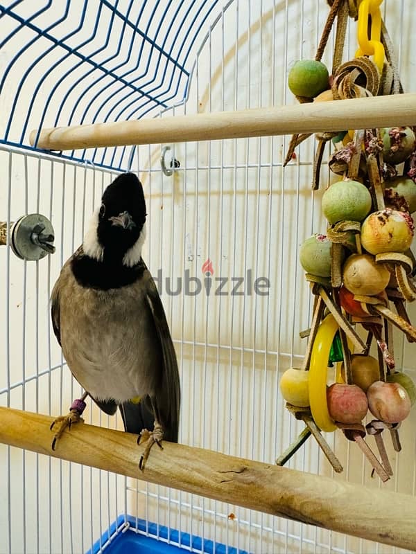 Bahraini Bulbul for sale 4