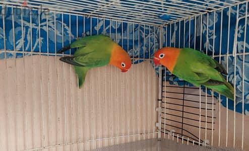 LOVE BIRD pair