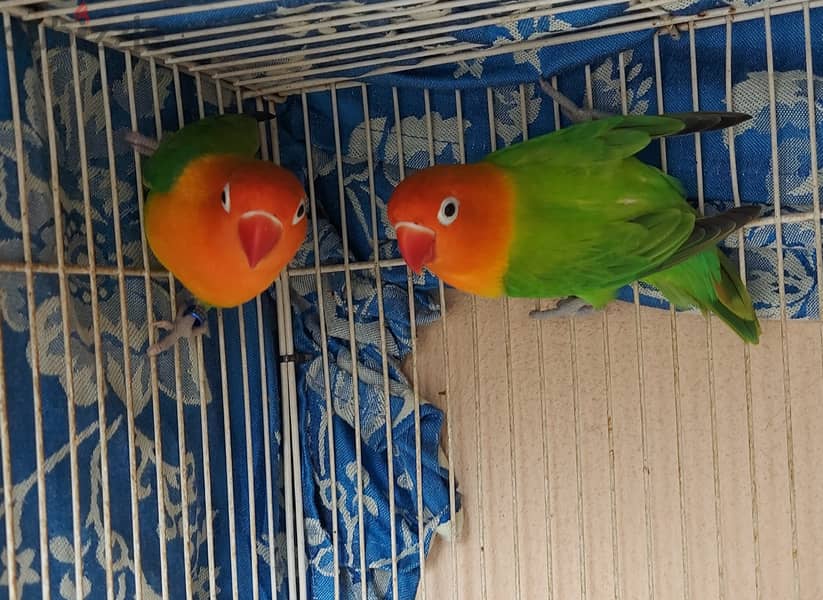 LOVE BIRD pair 1