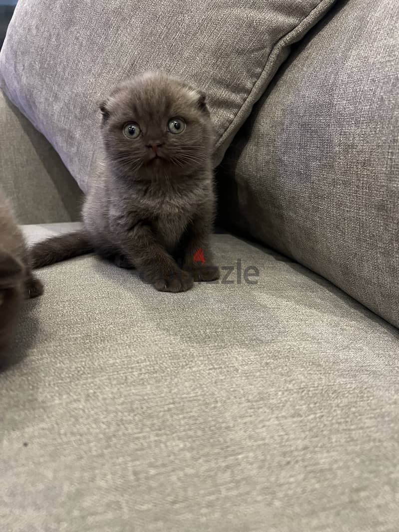 Scottishfold 3