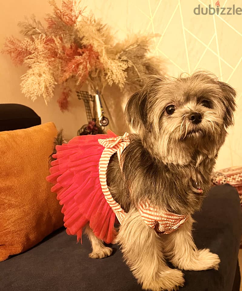 نوادر كلبة شيتزو مدربة , وجميلة Shih Tzu rare friendly 1