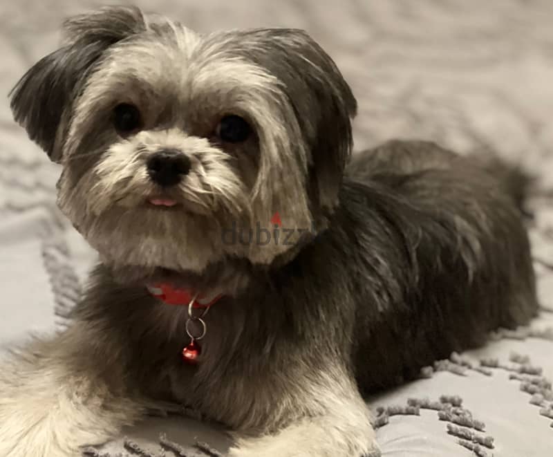 نوادر كلبة شيتزو مدربة , وجميلة Shih Tzu rare friendly 5