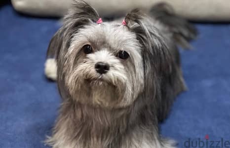 نوادر كلبة شيتزو مدربة , وجميلة Shih Tzu rare friendly