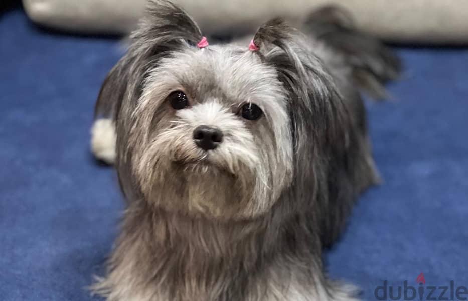 نوادر كلبة شيتزو مدربة , وجميلة Shih Tzu rare friendly 0