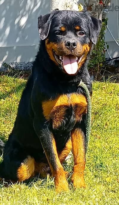 male rottweiler 10 month top level