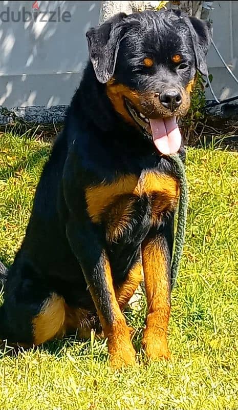 male rottweiler 10 month top level 1