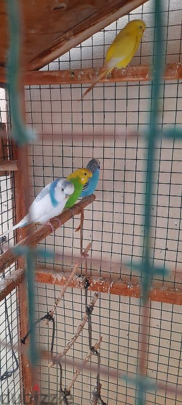 cage for sale with birds