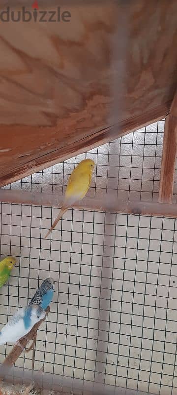 cage for sale with birds 4