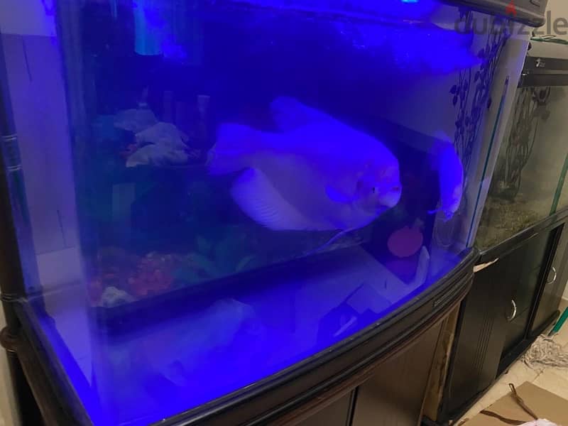 Aquarium for sale 2