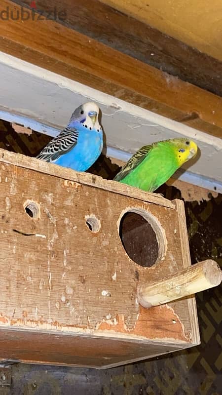 budgies with eggs for sale breeding pair 0