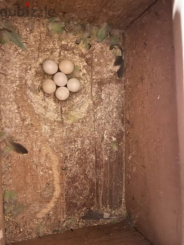 budgies with eggs for sale breeding pair 1