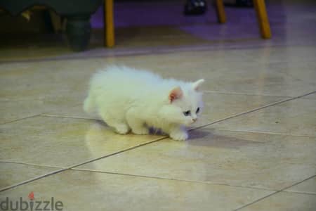 Male kitten for adoption