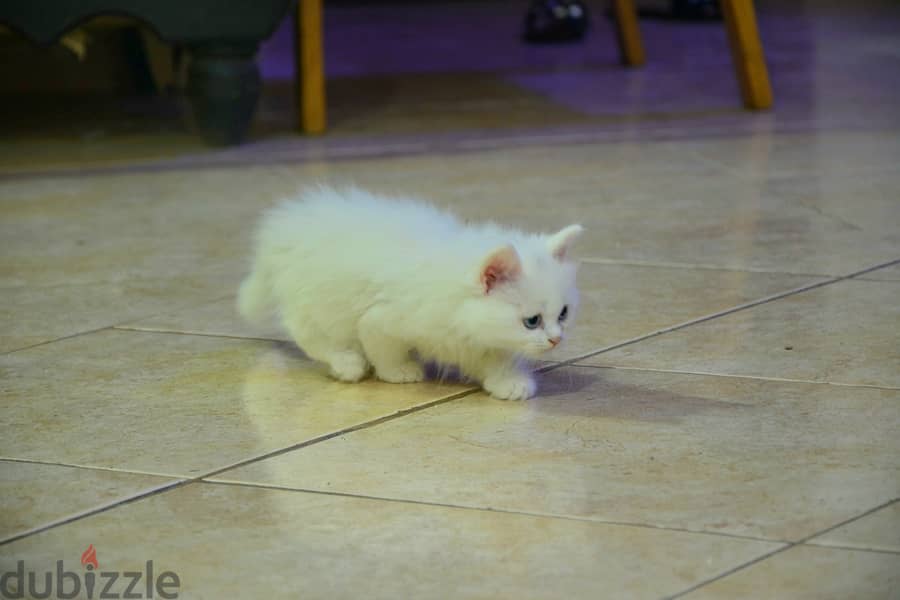 Male kitten for adoption 0