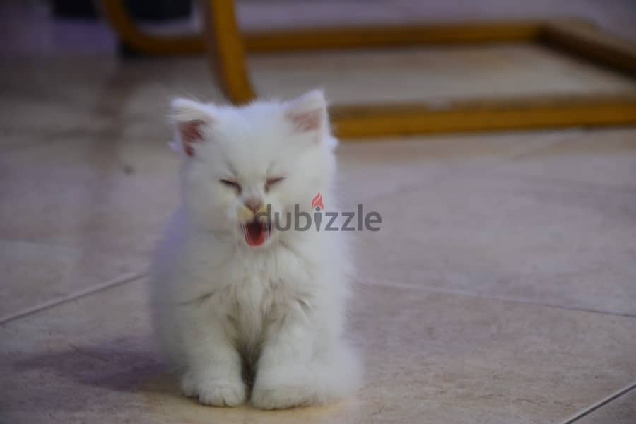 Male kitten for adoption 1