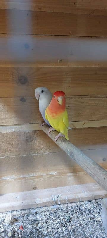 love bird pair