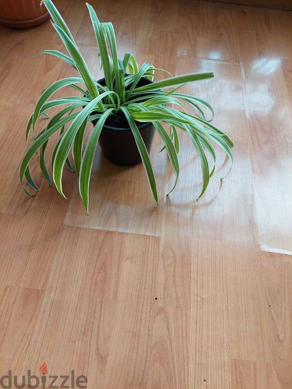 spider plant indoor BD 1.5 each 1