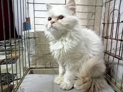 Beautiful Cat For Sale in Hoora BD 8