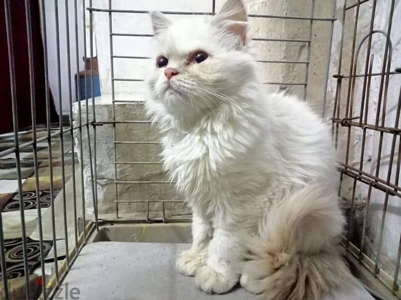 Beautiful Cat For Sale in Hoora BD 8 0