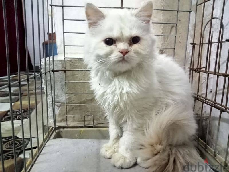 Beautiful Cat For Sale in Hoora BD 8 1