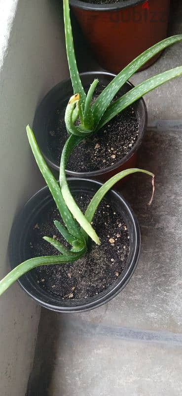 Aloe Vera plant in 1bd negotiate