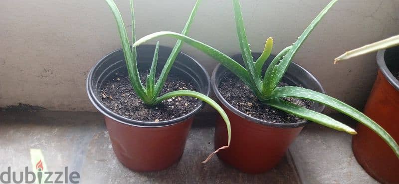 Aloe Vera plant in 1bd negotiate 1