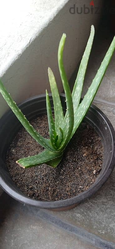 Aloe Vera plant in 1bd negotiate 2