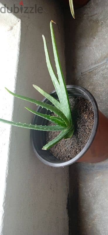 Aloe Vera plant in 1bd negotiate 3