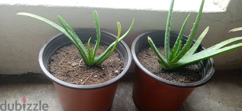 Aloe Vera plant in 1bd negotiate 4