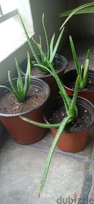 Aloe Vera plant in 1bd negotiate 5