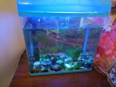 Fish Aquarium & 2 Fish