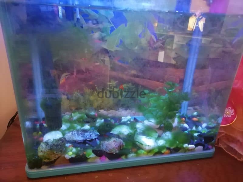 Fish Aquarium & 2 Fish 1