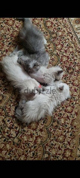 Persian Cats