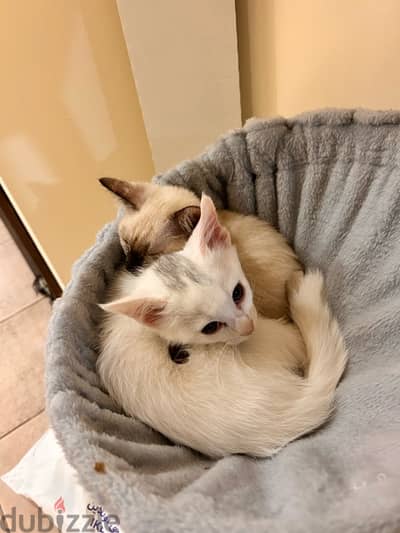 kittens for adoption