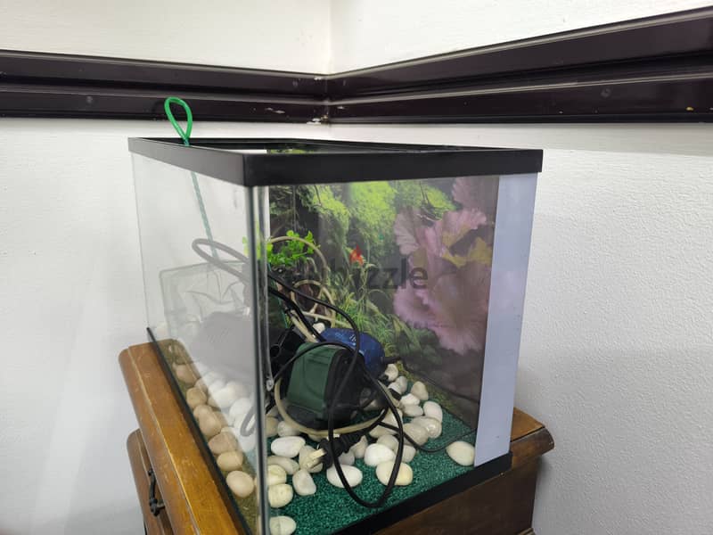 Fish aquarium 50×25×30cm 1