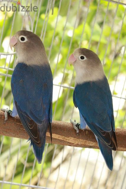 Love Birds Pairs Parrots for Sale 0