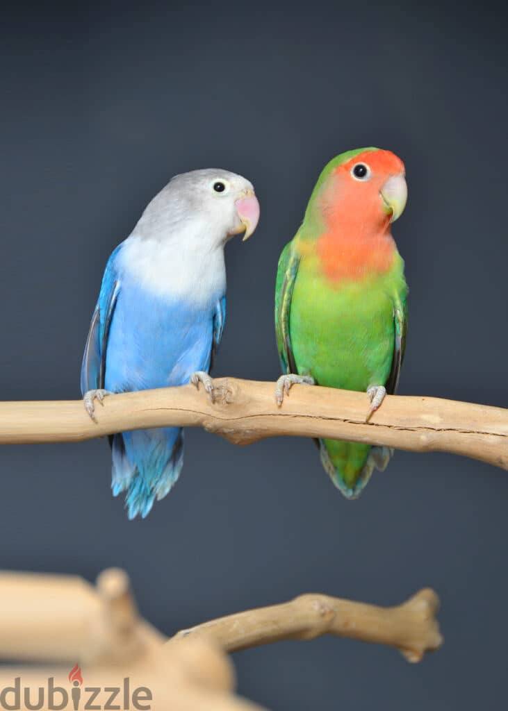 Love Birds Pairs Parrots for Sale 1