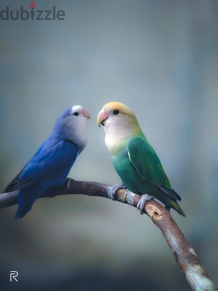 Love Birds Pairs Parrots for Sale 2