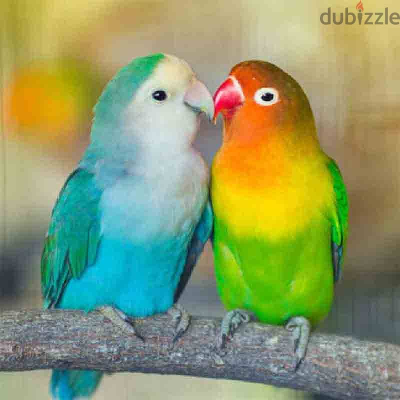 Love Birds Pairs Parrots for Sale 3