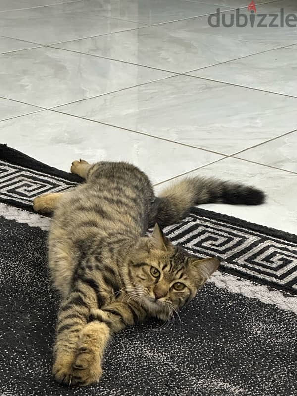 قط ذكر للتبني المستعجل -male cat for adoption 0