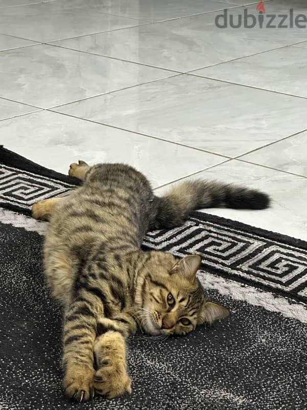 قط ذكر للتبني المستعجل -male cat for adoption 2