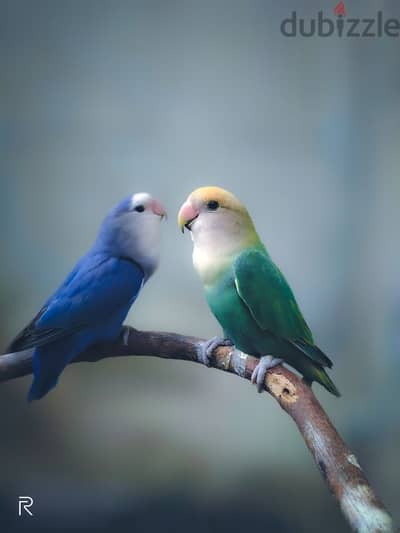 Love Birds Pair for Sale