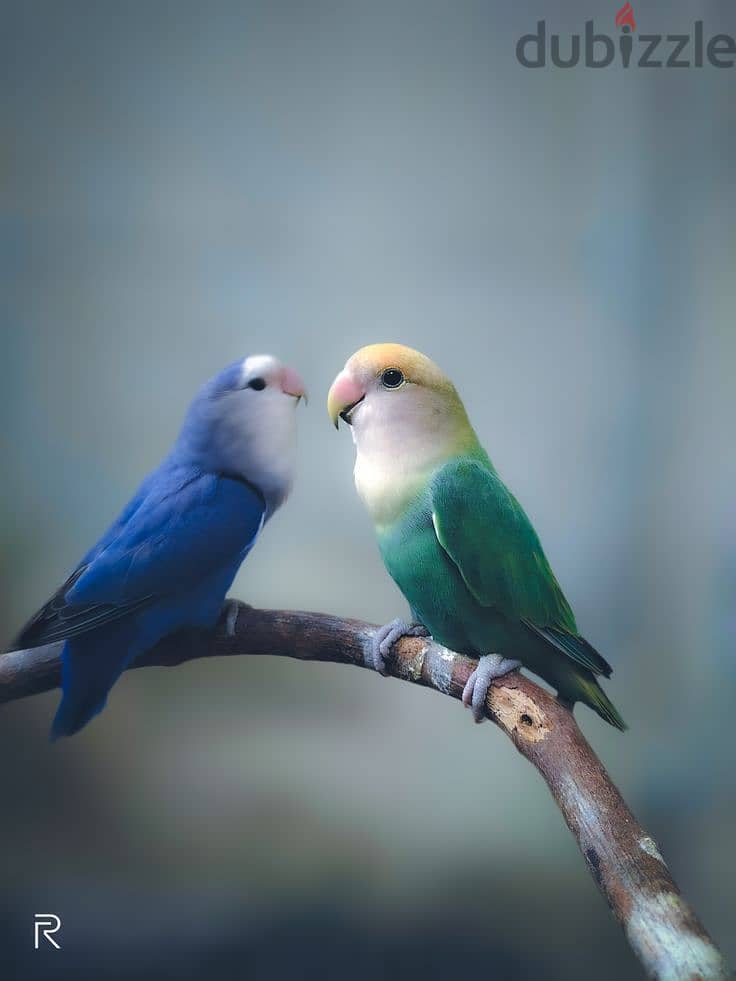 Love Birds Pair for Sale 0