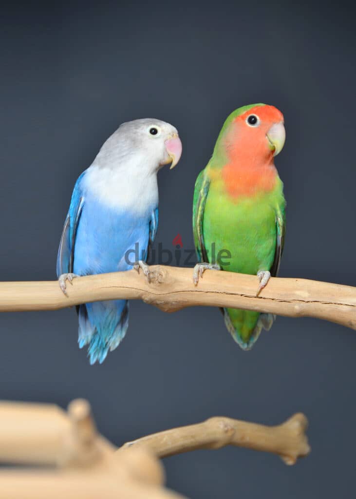 Love Birds Pair for Sale 1