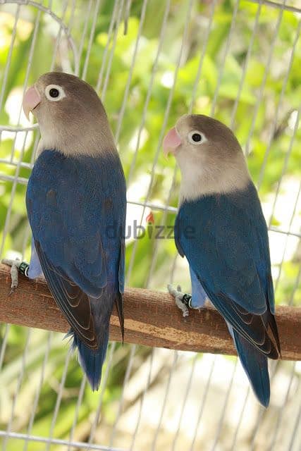 Beautiful Love Birds Pairs for Sale 2