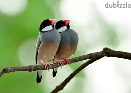 Silver Java Beautiful Pair