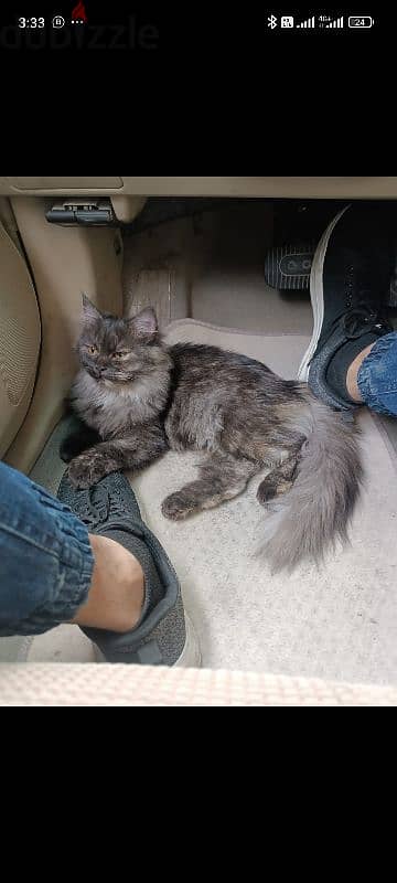 Persian cat for sale 25 bd 1