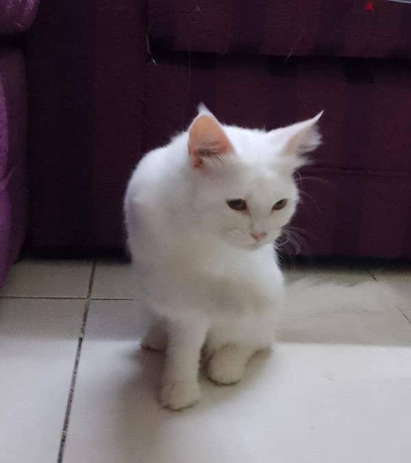 Male cat for free  adoption 1